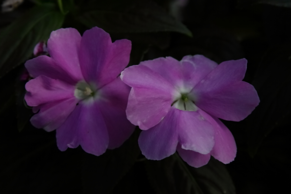 2011 08 05 IMG 35597